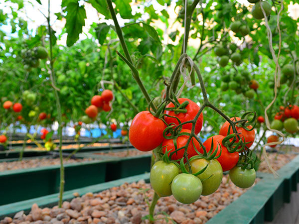 Sustainable Aquaponic System of Growing Food Gains Recognition