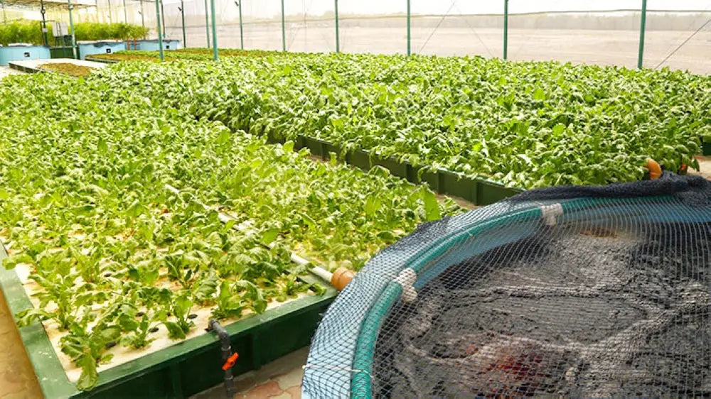 Aquaculture meets Hydroponics