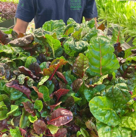 JAWAN ORGANIC FARMS - Branded Farm - Get Started ~ Register Now for 2025-2026