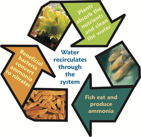 Aquaculture meets Hydroponics