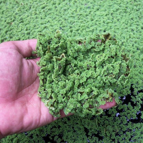 Azolla for all Livestock