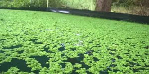 Azolla for all Livestock