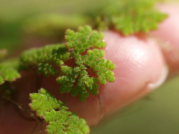 Azolla for all Livestock