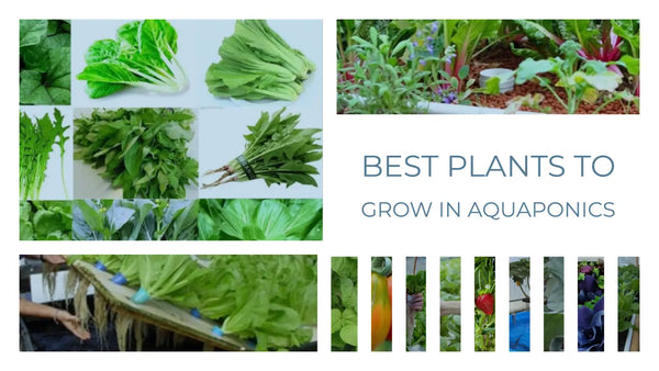 What Plants and Fish do well in Aquaponics