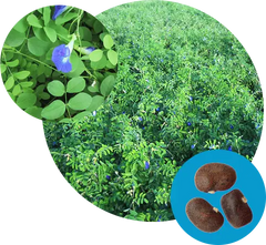 Butterfly Pea