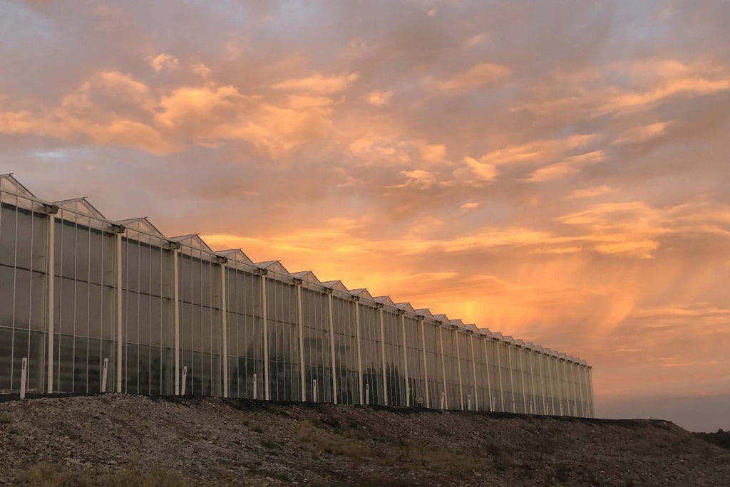 Aquaponics Commercial Farm