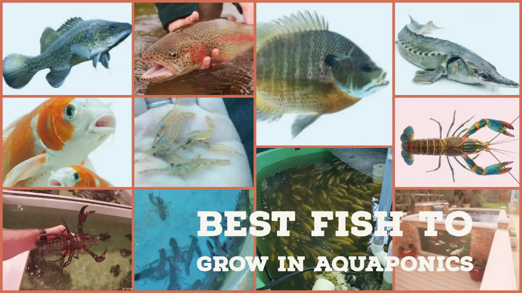 Best Aquaponics Fish