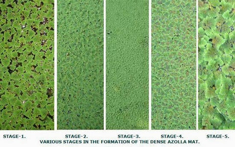 Azolla for all Livestock