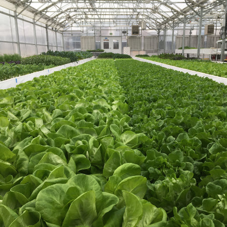 Jawan Organic Farm CEA - 2280sqm Standard Commercial