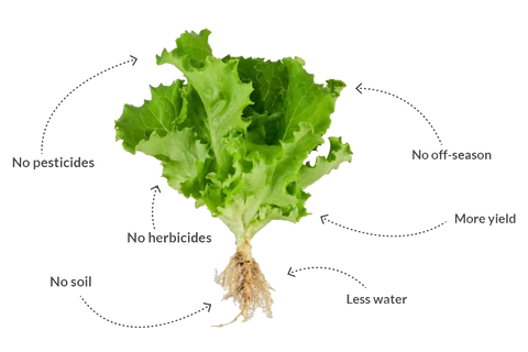 What Plants and Fish do well in Aquaponics