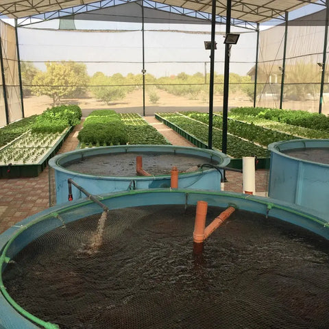 Aquaculture meets Hydroponics