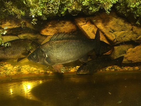 Australian Native Fish for Aquaponics